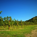 Vigneto durante la stagione estiva