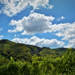 Vigneto durante la stagione estiva