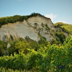 Vigneto durante la stagione estiva