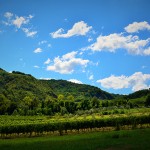 Vigneto durante la stagione estiva